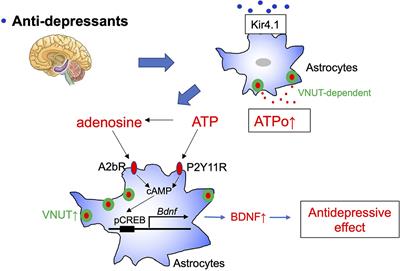 Glial Purinergic Signals and Psychiatric Disorders